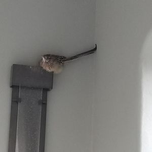 Meet your Posher, Mario